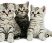 Gratis fotoshoot voor uw huisdier!