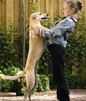 Voorlichting honden- en kattenvoer