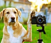 dierenfotograaf