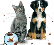 Druppeldag voor de hond & kat