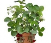 Gratis aardbeiplantje