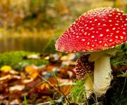 Herfstworkshop