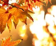 Herfstworkshop