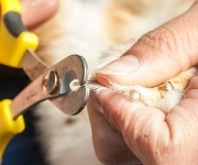 Nageltjes knippen voor de knaagdieren.
