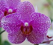 Orchideeen weekend