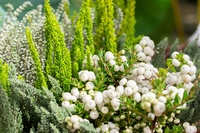 Bakken vol herfstbloeiers en wintergroen