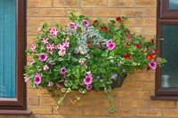 Maak een bloemrijke hanging basket