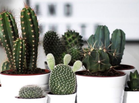 Cactussen en vetplanten