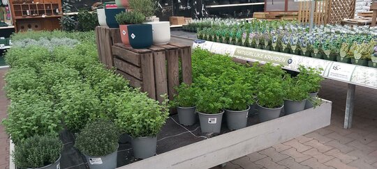 Eénjarigen, kuipplanten en kruiden