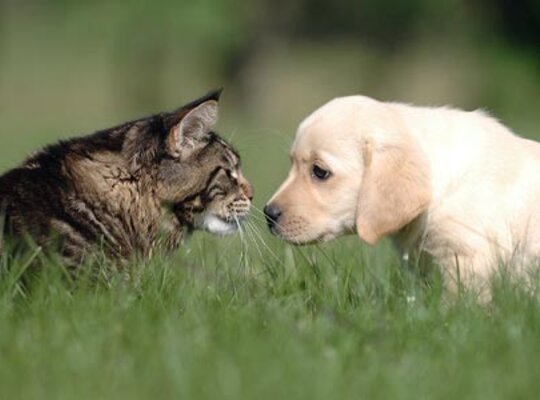 Honden en katten