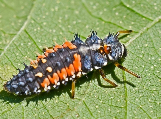 Natuurlijke bestrijding