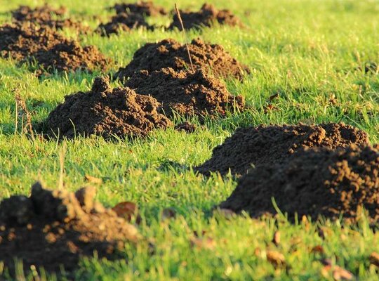 Plagen in de tuin