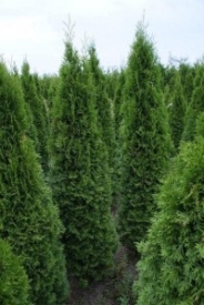 Thuja smaragd