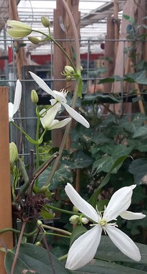 Rozen en klimplanten