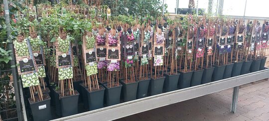 Rozen en klimplanten