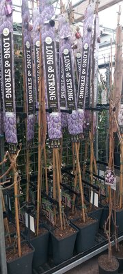 Rozen en klimplanten