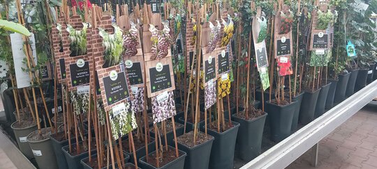 Rozen en klimplanten