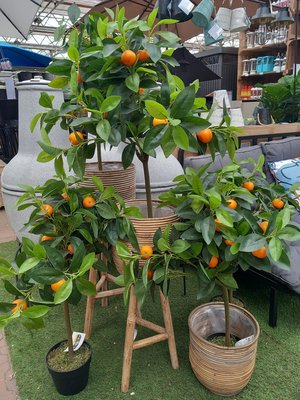 Zijde bloemen en planten